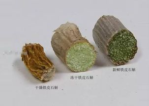 凍干鐵皮石斛與傳統(tǒng)干燥石斛的對(duì)比