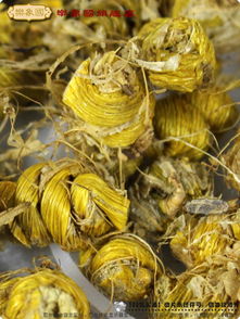 樂(lè)象國(guó)石斛楓斗 霍斛鐵皮 特級(jí)水草芽楓斗35克a7