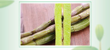 鐵皮楓斗沖劑 3g 28包家庭實惠裝鐵皮楓斗顆粒