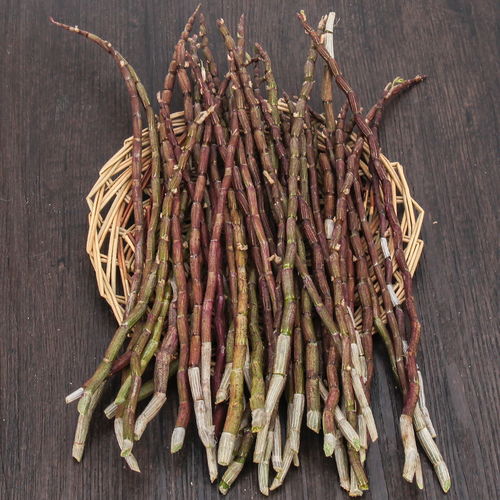 樂清雁蕩山現采現發鐵皮石斛楓斗鮮條養生鐵皮新鮮煲湯紅桿鮮條