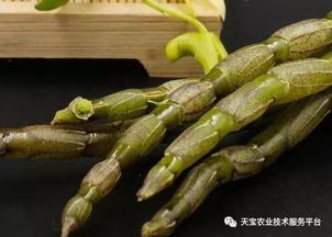 這幾種藥材價格年年漲 有前景