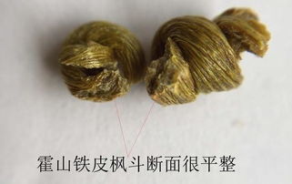 比黃金還貴的霍山鐵皮楓斗你懂真假嗎