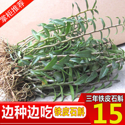 雁蕩山三年鐵皮石斛苗盆栽楓斗苗 好評好店