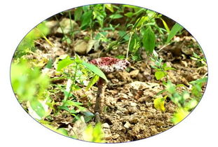 我校開展 中醫藥文化進校園 活動