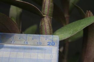 鐵皮楓斗怎么吃