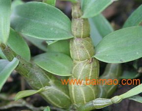 石斛源鐵皮楓斗種植——值得信賴的鐵皮石斛種植加盟品牌