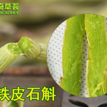 杭州榮誼鐵皮石斛合作社 專注石斛產(chǎn)業(yè)，鑄就健康珍品