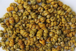 鐵皮楓斗怎么吃？解鎖多種養(yǎng)生吃法與功效詳解